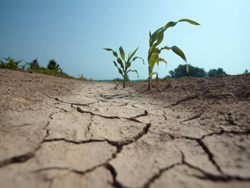 Drought land with cracks in soil