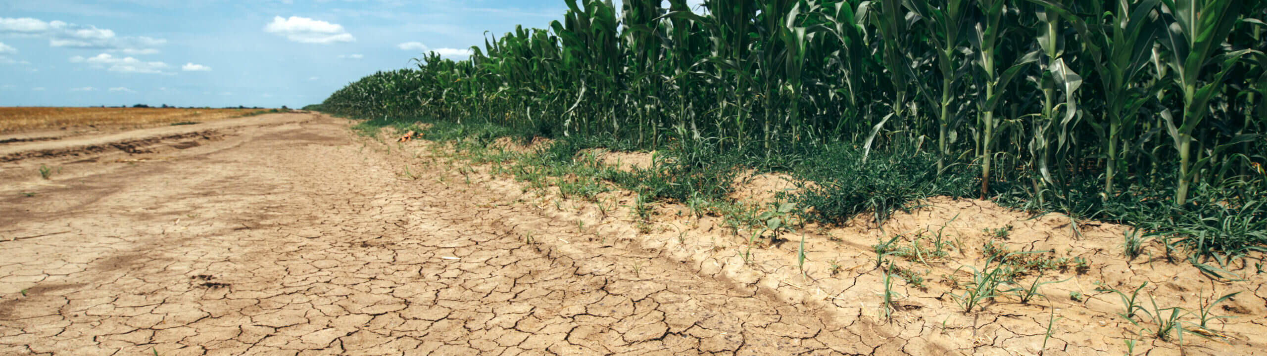 Drought land with cracks in soil
